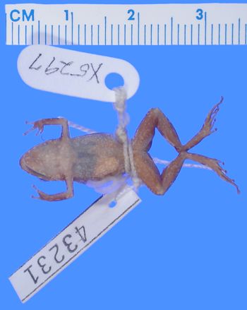Media type: image; Herpetology A-43231